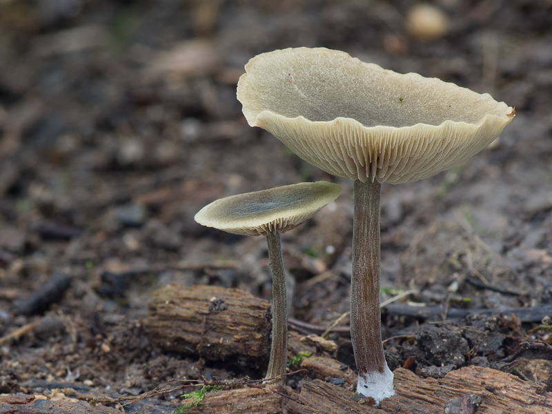 Simocybe centunculus